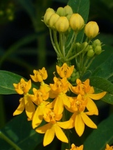 Silky Yellow Butterfly Weed, Blood Flower, Indian Root, Swallow-wort, Mexican Butterflyweed , Asclepias curassavica 'Silky Yellow'